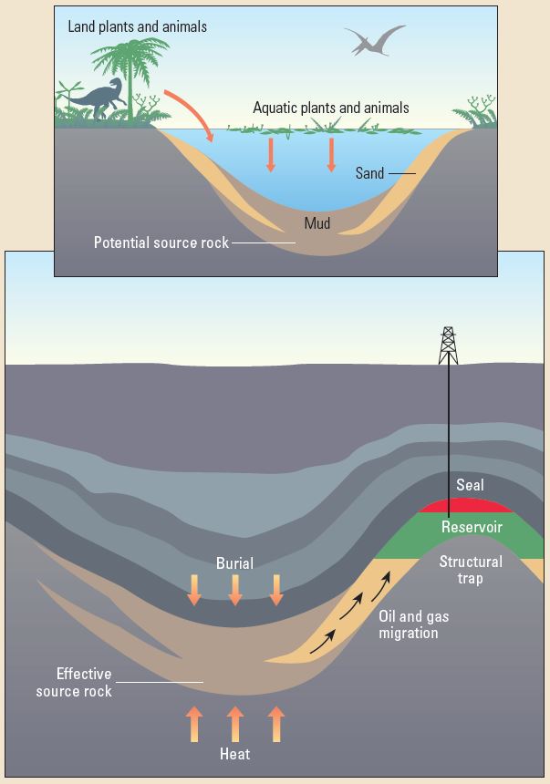 Requirements for a petroleum accumulation.