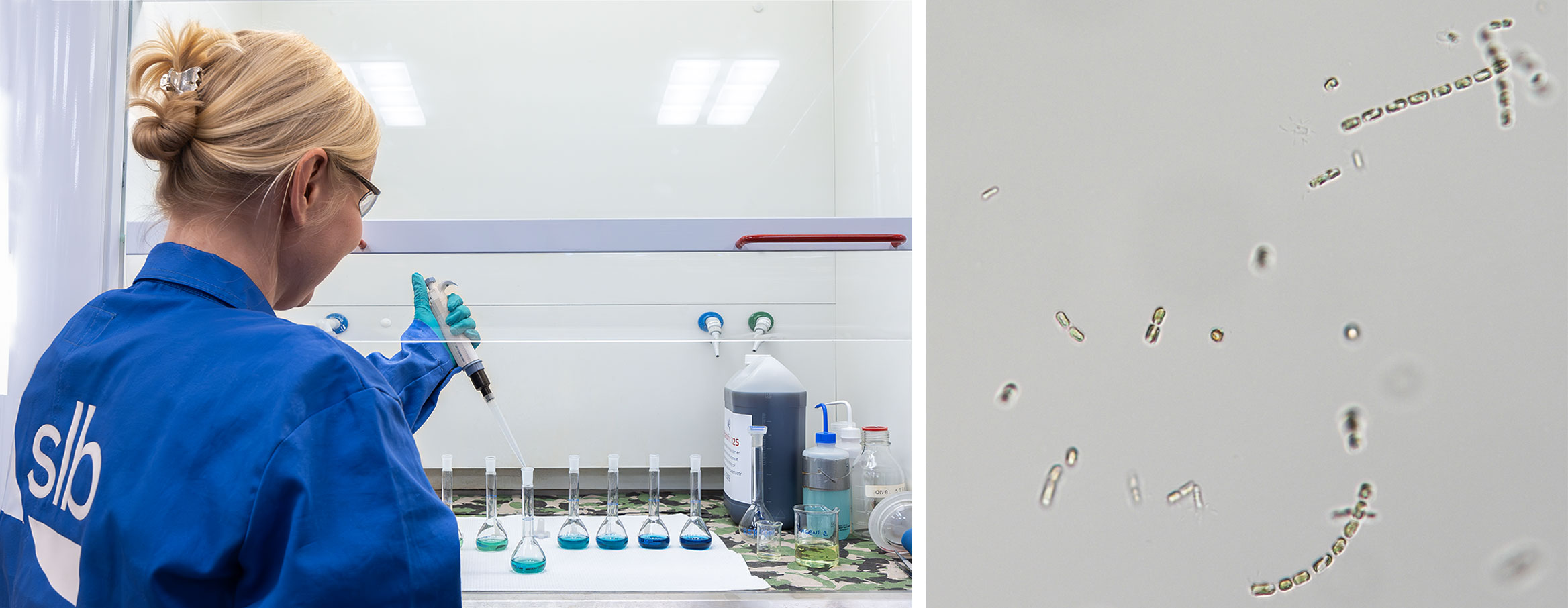 Composite image of lab technician with flasks and magnified single-celled marine algae.
